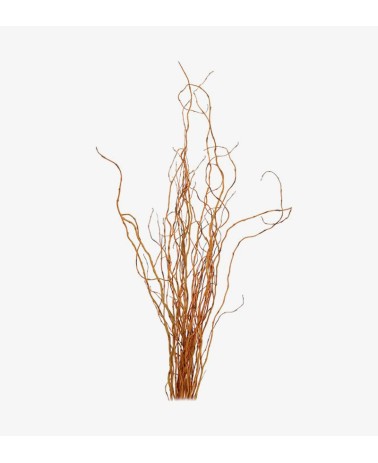 Buy Natural Curly Willow Branches for any Event and Holiday Decor